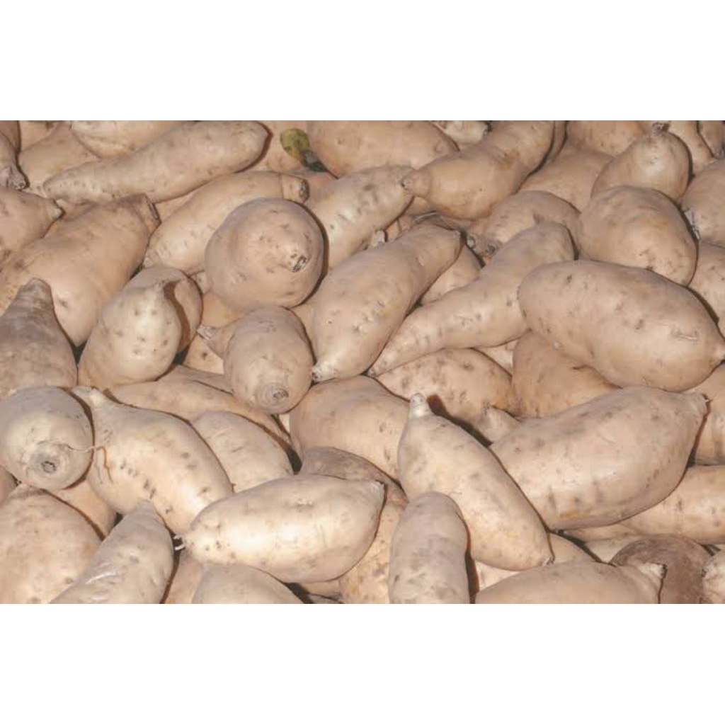 

ubi/lobak putih manis pulen fresh 500 gram