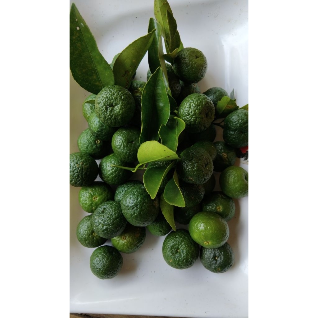 

Buah jeruk purut jeruk bumbu segar petik langsung 500 gram