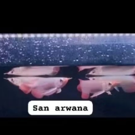 

pesanan Red Chili SR lengkap