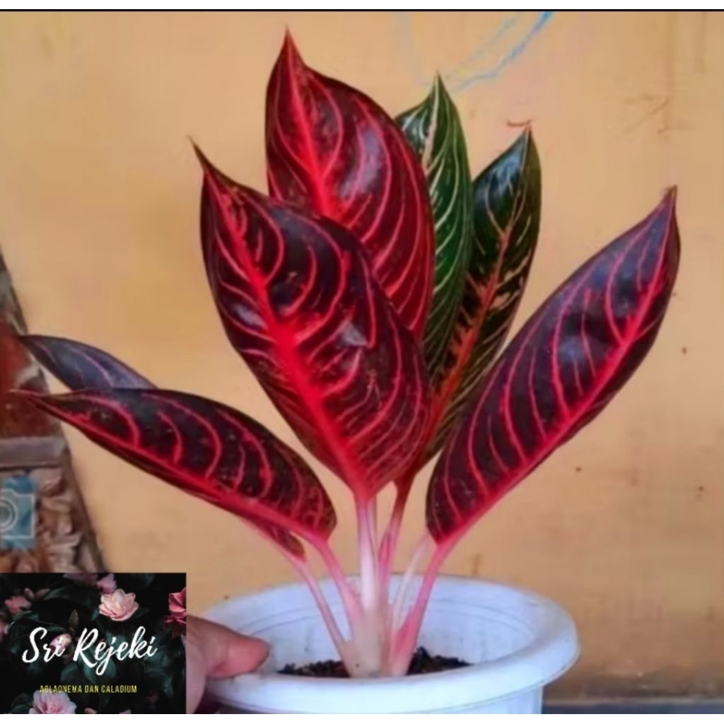 ( PROMO MURAH ) Tanaman Hias Aglonema Red Sumatra Bunga Hias Aglonema Aglaonema Pride Of Sumatra Rem