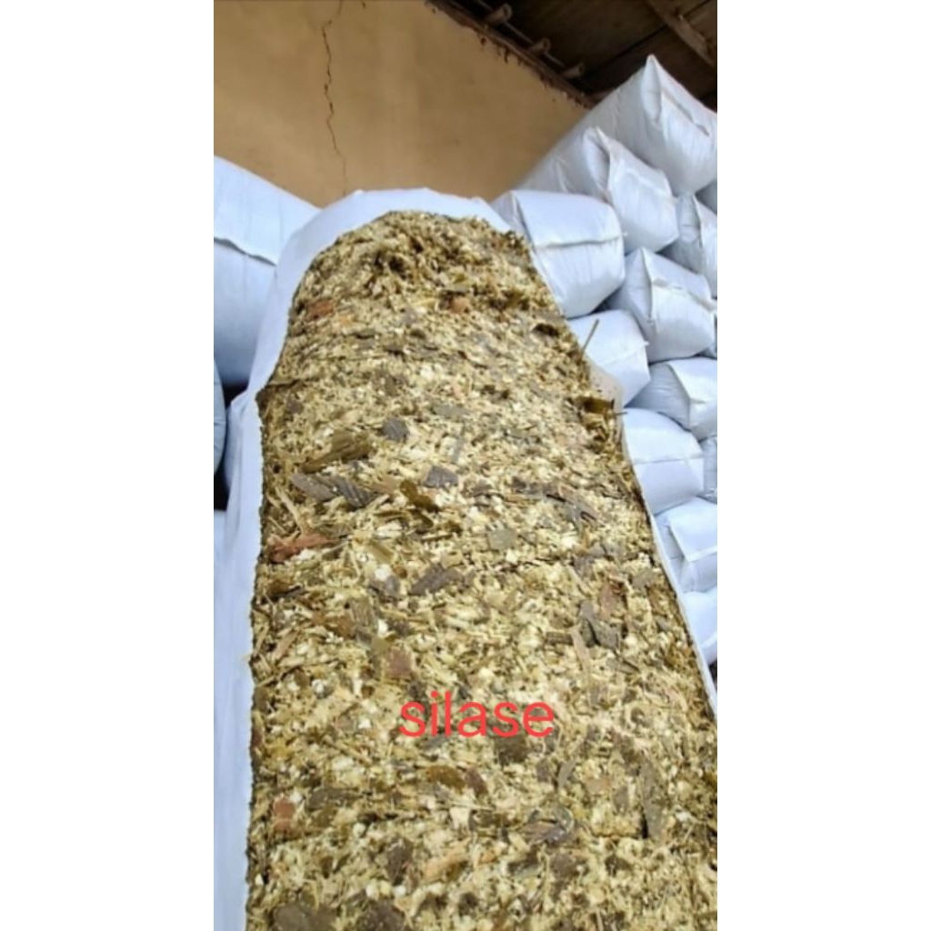 silase, pakan ternak, tebon jagung