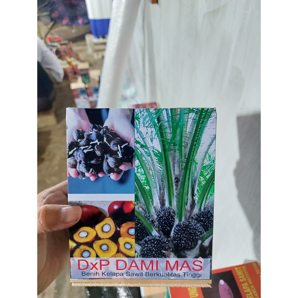 Kecambah sawit unggul jenis Dami Mas isi 250butir