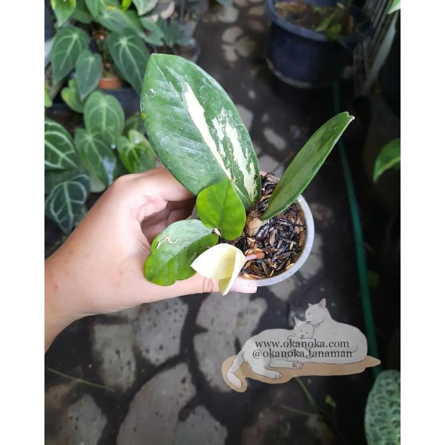 Zamia Varigata Tanaman Sehat Dengan Akar Sehat Minimal 2 Daun Size Sesuai Foto