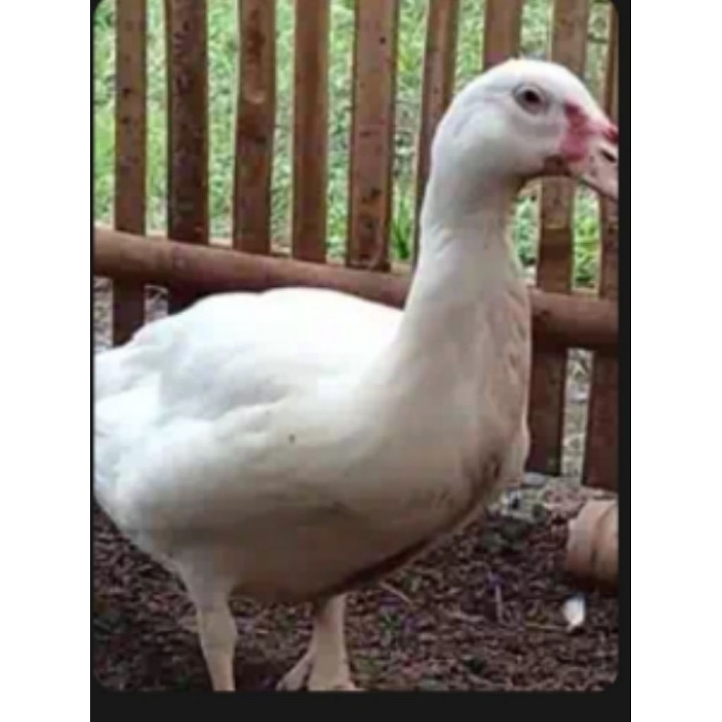 telor mentok jumbo untuk di tetaskan