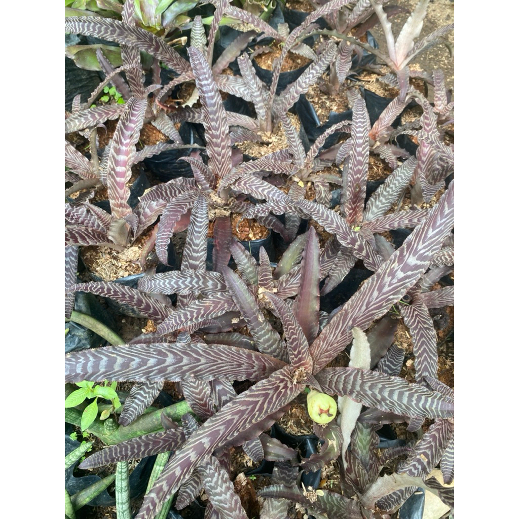 TANAMAN HIAS CRYPTANTHUS TOKEK