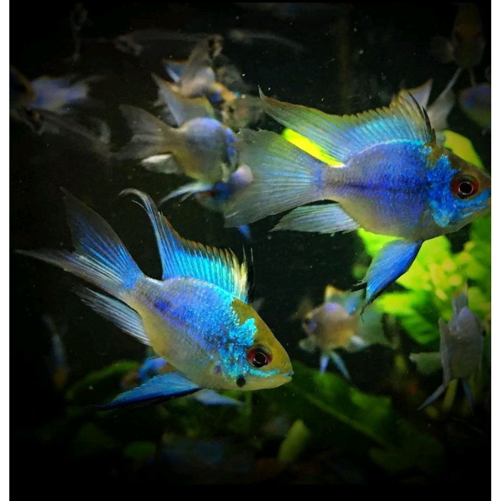 Ikan Ramirezi Blue Electric elektrik hias aquascape tankmate aquarium hiasan kolam Ramiresi