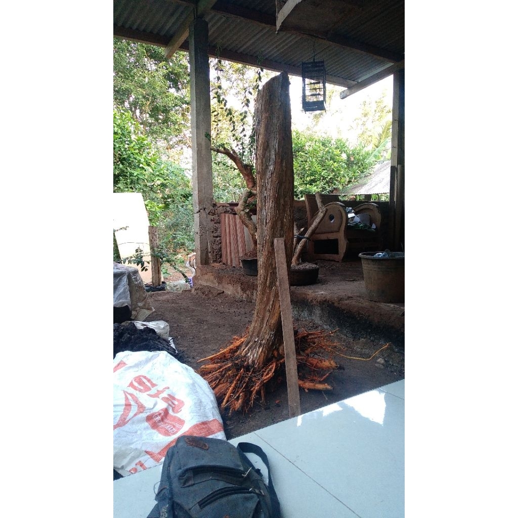 bahan bonsai sisir jumbo akar keliling