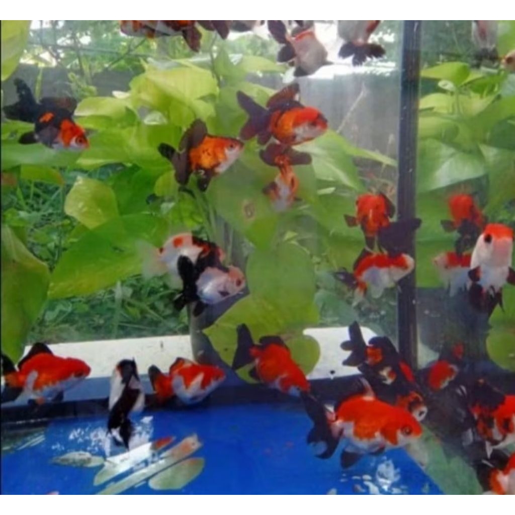 hiyasan Akuarium isi 10 mix koki/ mutia/Oranda/panca warna/panda bonus umpan