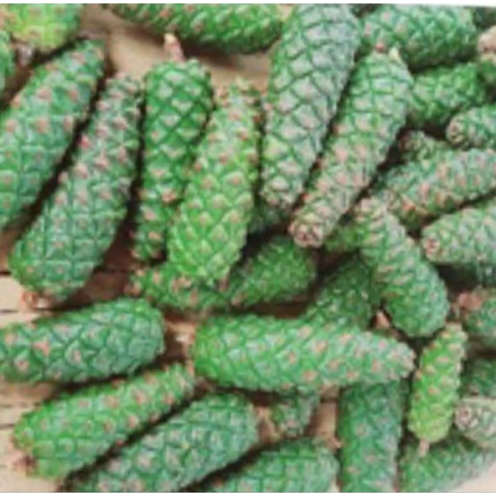 

buah pinus muda segar di petik langsung saat ada pesenan /.500gram./1kg