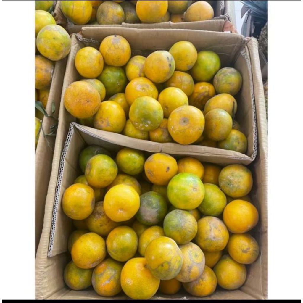 

Promo jeruk Siam madu Manis Fresh 1kg