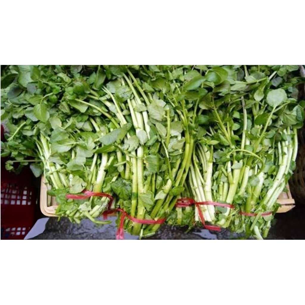 

Sayur Selada Air Segar 1 Ikat