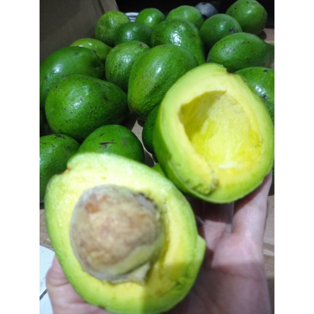 

Alpukat mentega 1kg ukuran besar isi 3-4buah