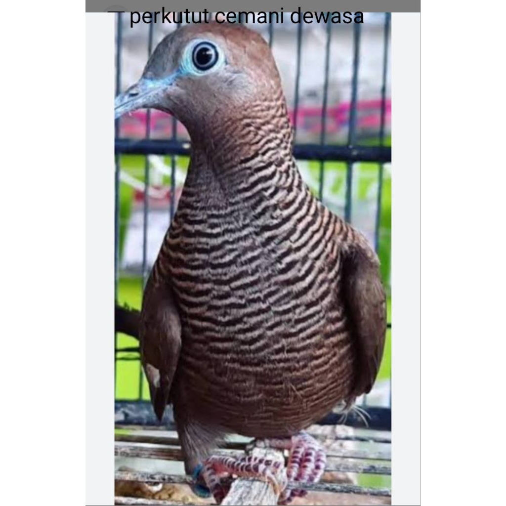 perkutut cemani dewasa
