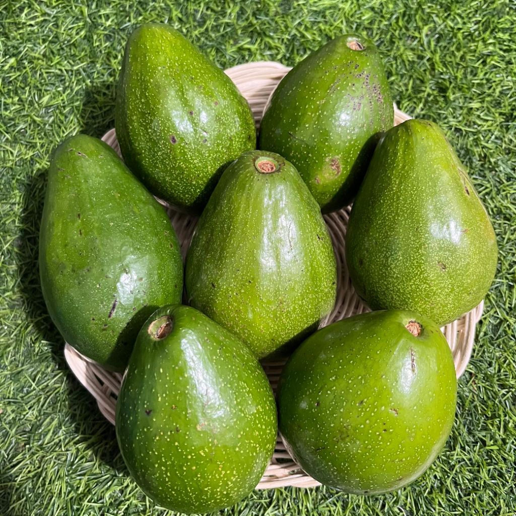 

alpukat mentega besar 250gr/kondisi belum mateng