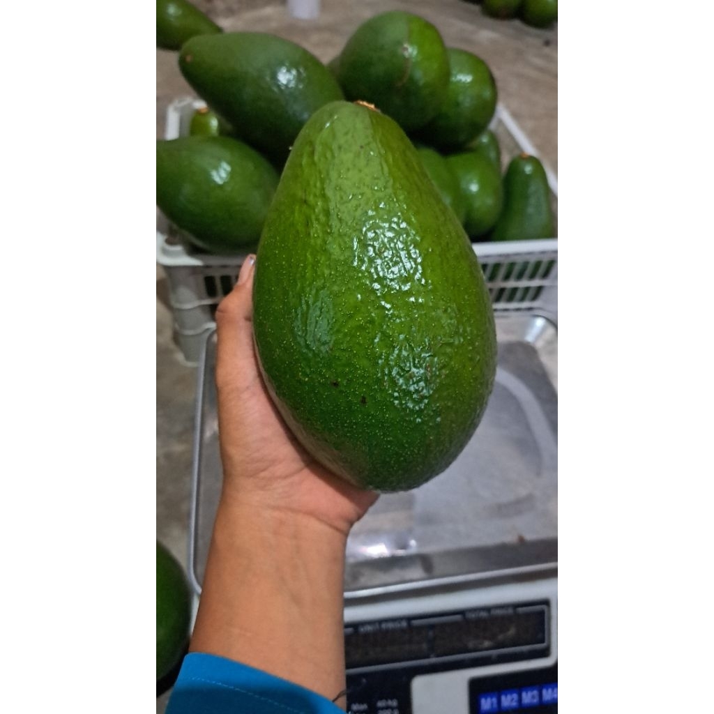 

ALPUKAT PLUWANG || ALPUKAT PANGERAN 1Biji free ALPUKAT Mentega 1 biji