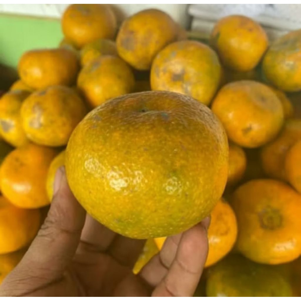 

Buah Jeruk Medan Berastagi Super Manis 1kg