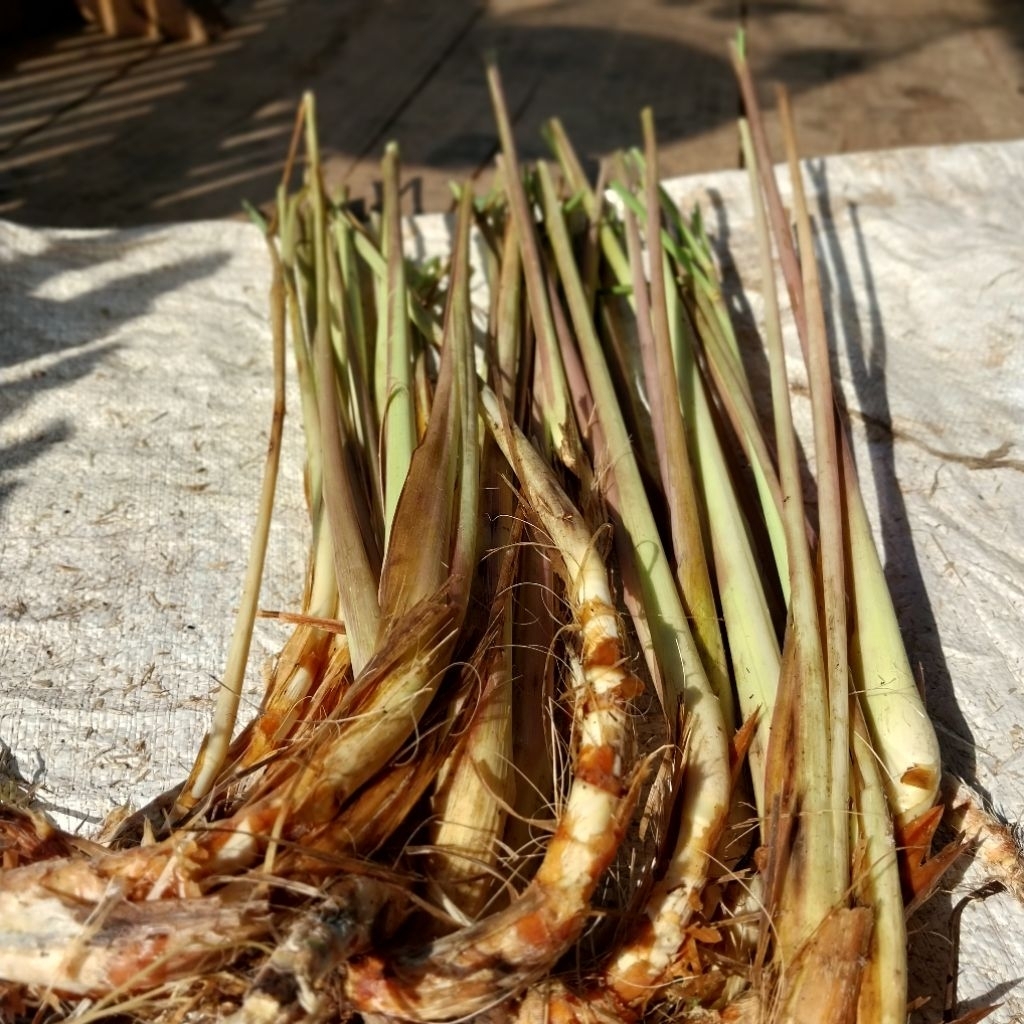 

Serai Wangi 1kg | Sereh Wangi Super ( Batang dan Bibit )