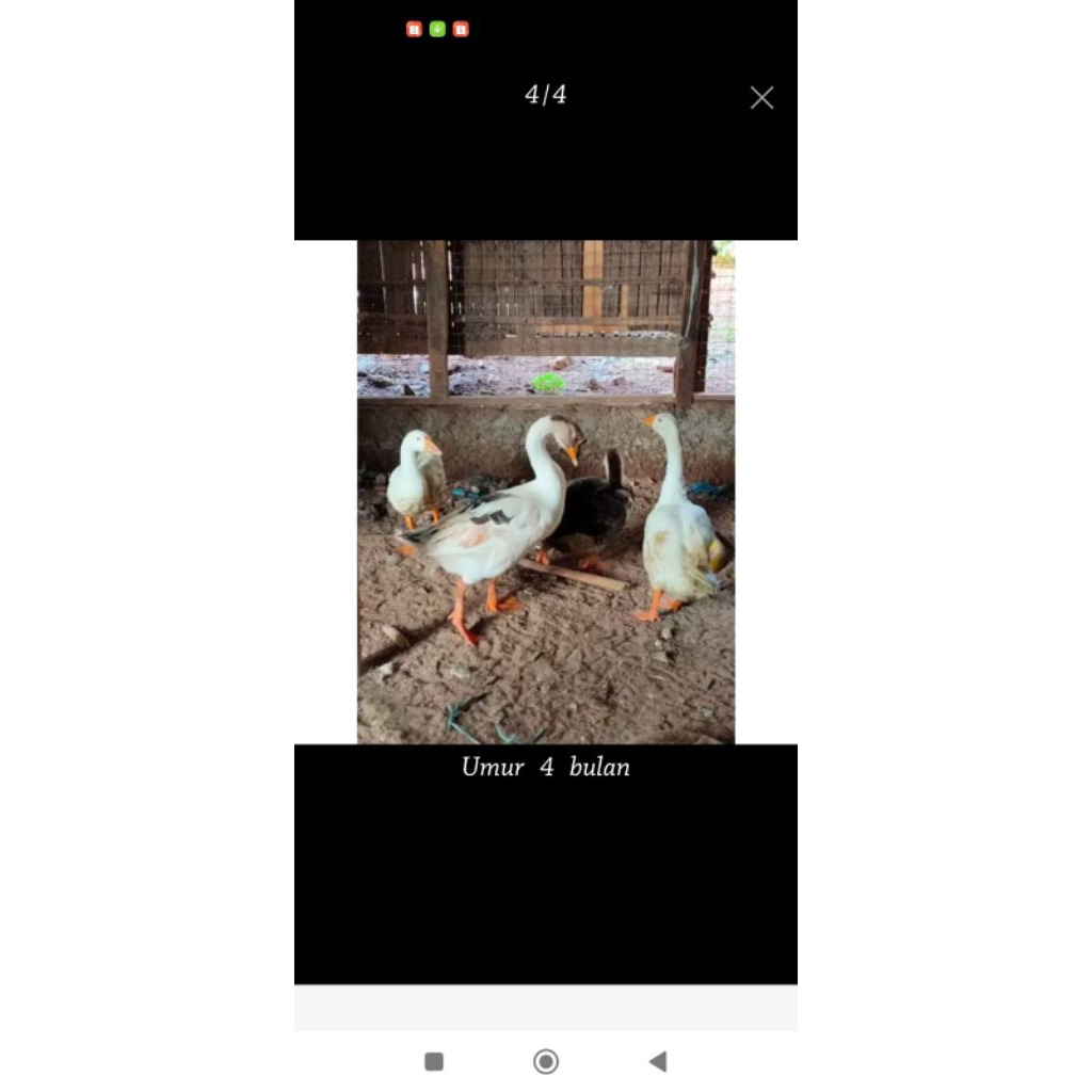 Anakan Angsa/ Soang Tersedia berbagai jenis usia