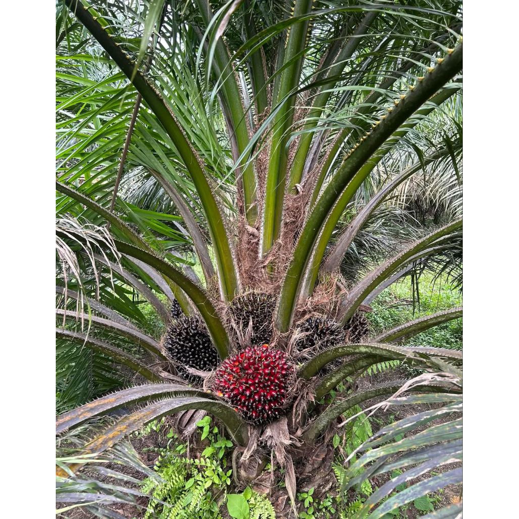 Benih sawit unggul DxP TN1 Original Bersertifikat