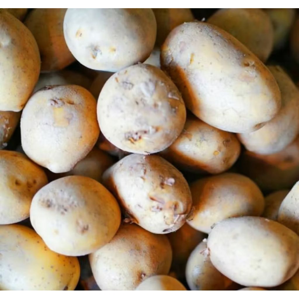 

Kentang fresh 1000 gram