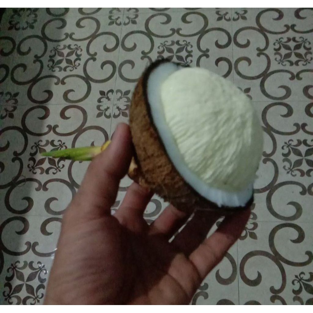 

kentos kelapa hijau premium lumer di mulut