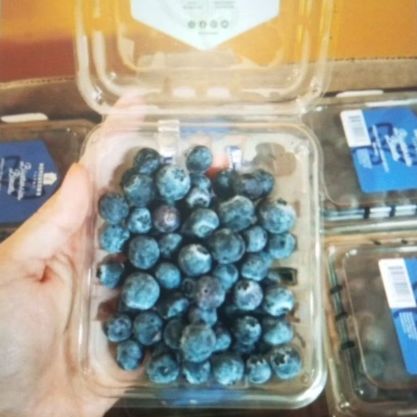 

Buah Blueberry Impor Fresh Per Pack Isi 125 Gram