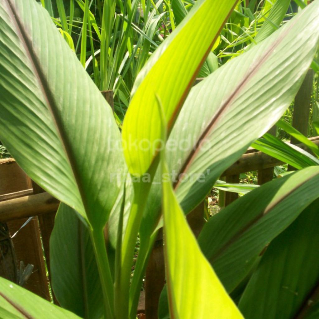 

daun kunyit putih segar 250 gram