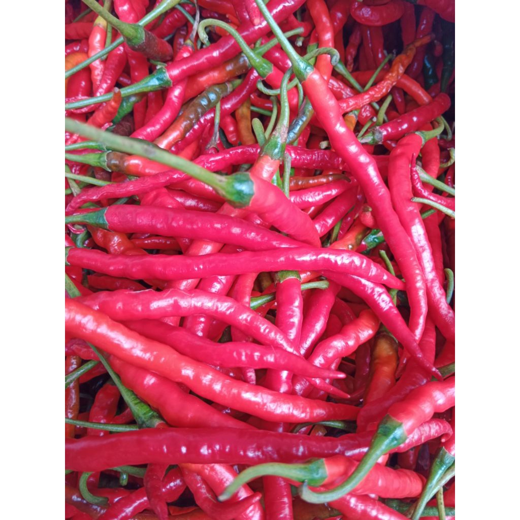 

Cabe Keriting Segar/CMK – Pedas Alami, Rasa Istimewa 500gr