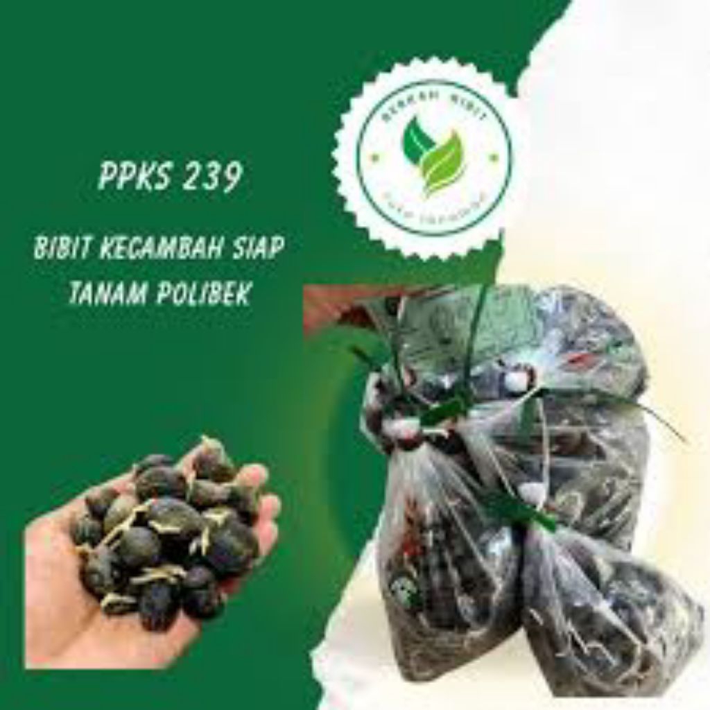bibit kecambah kelapa sawit ppks239 unggul bersertifikat