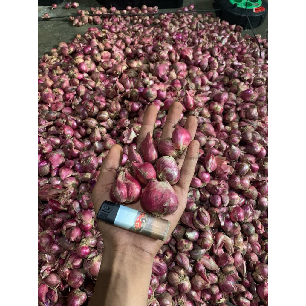 

BAWANG MERAH JUMBO | BAWANG MERAH SUPER | BAWANG MERAH GROSIR | BAWANG MERAH MURAH MERIAH