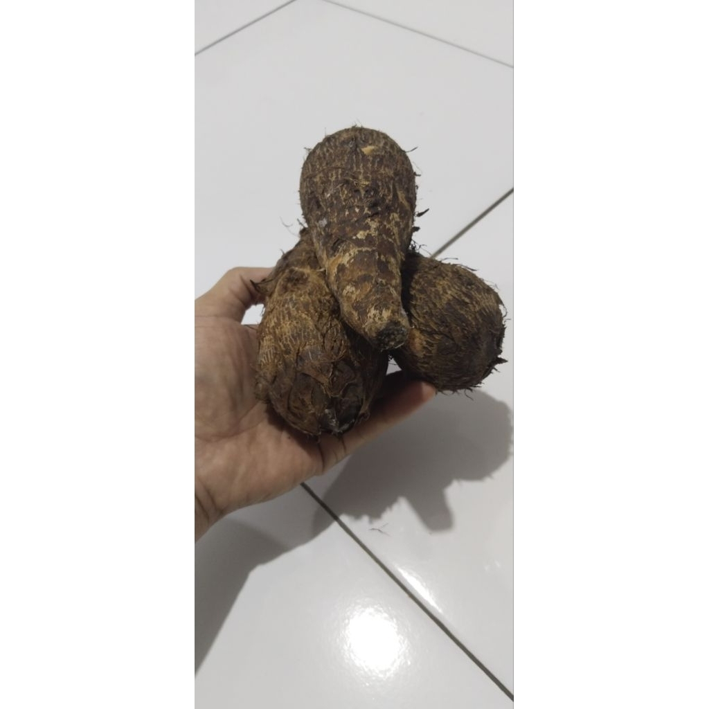 

umbi talas segar ukr 1kg