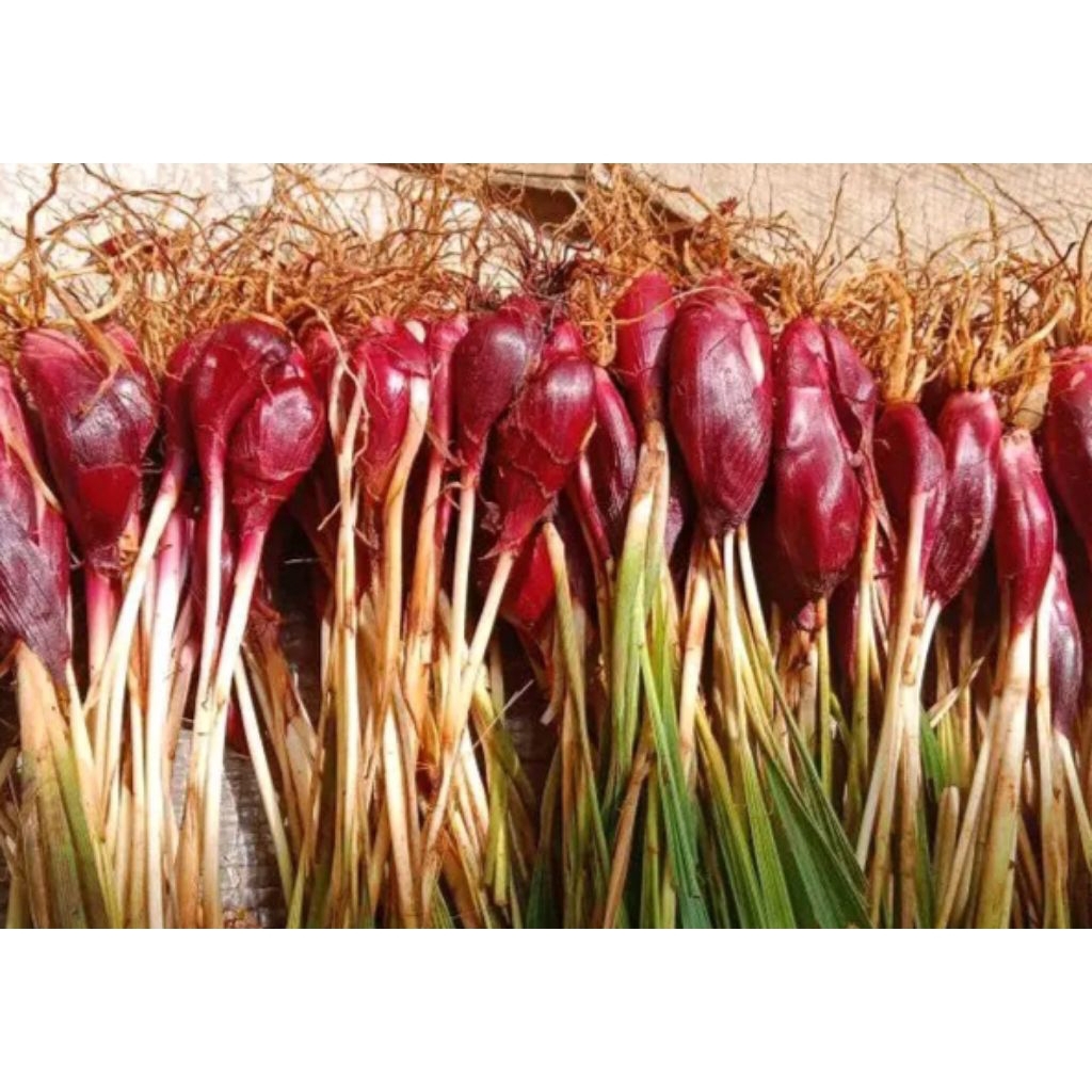 

JUAL BAWANG DAYAK segar 500gram