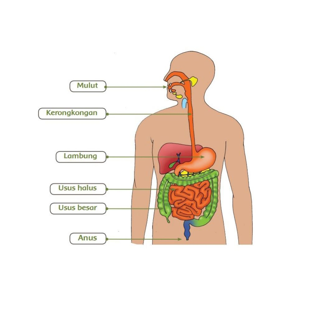 

Pop up book 8 halaman terbuka, ukuran tertutup 20x28,5 cm, Custom desain, tentang pencernaan tubuh manusia