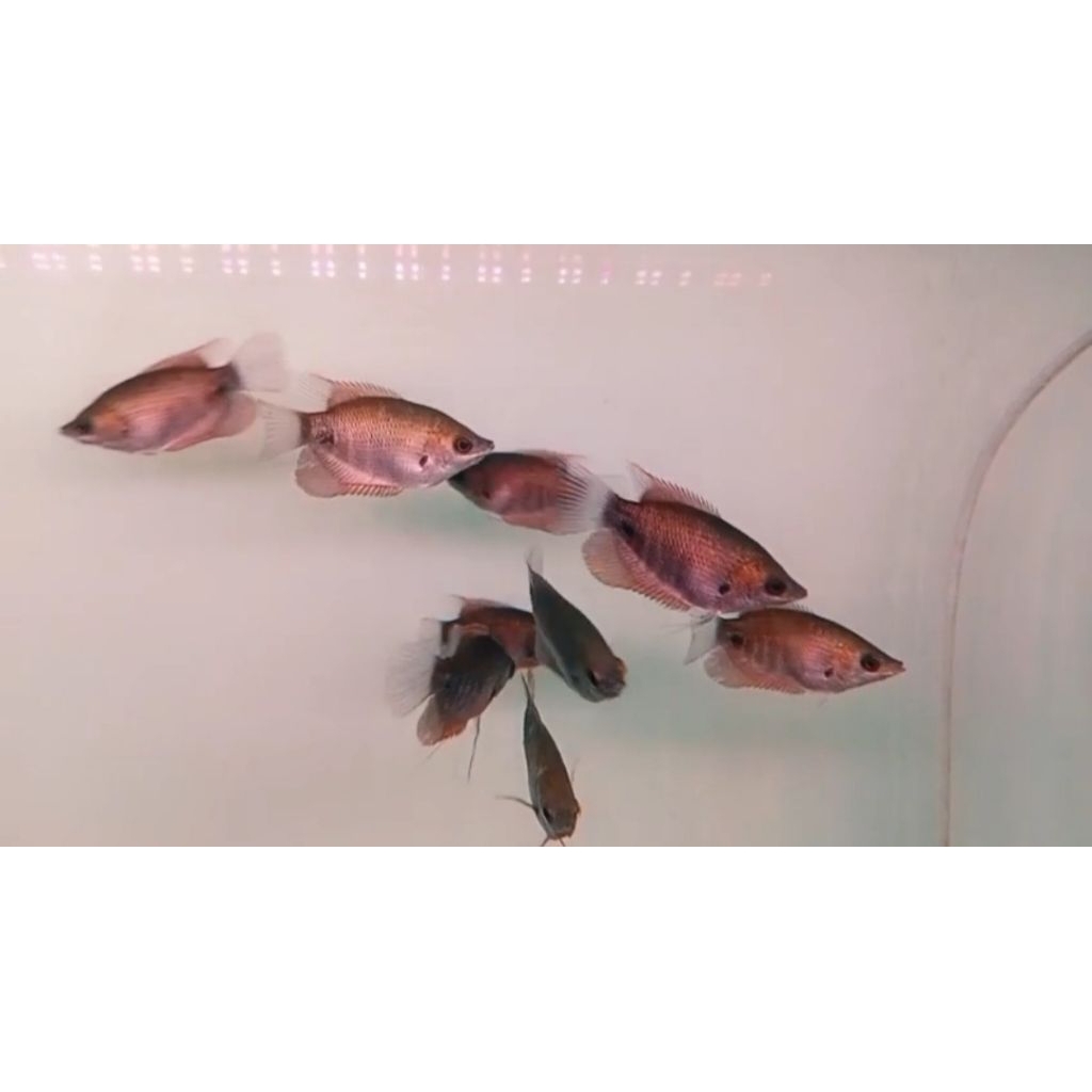 IKAN GURAME SABAH SIZE 7-9CM