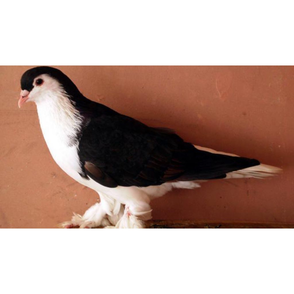 

telur fertil burung merpati Lahore fertil siap tetas