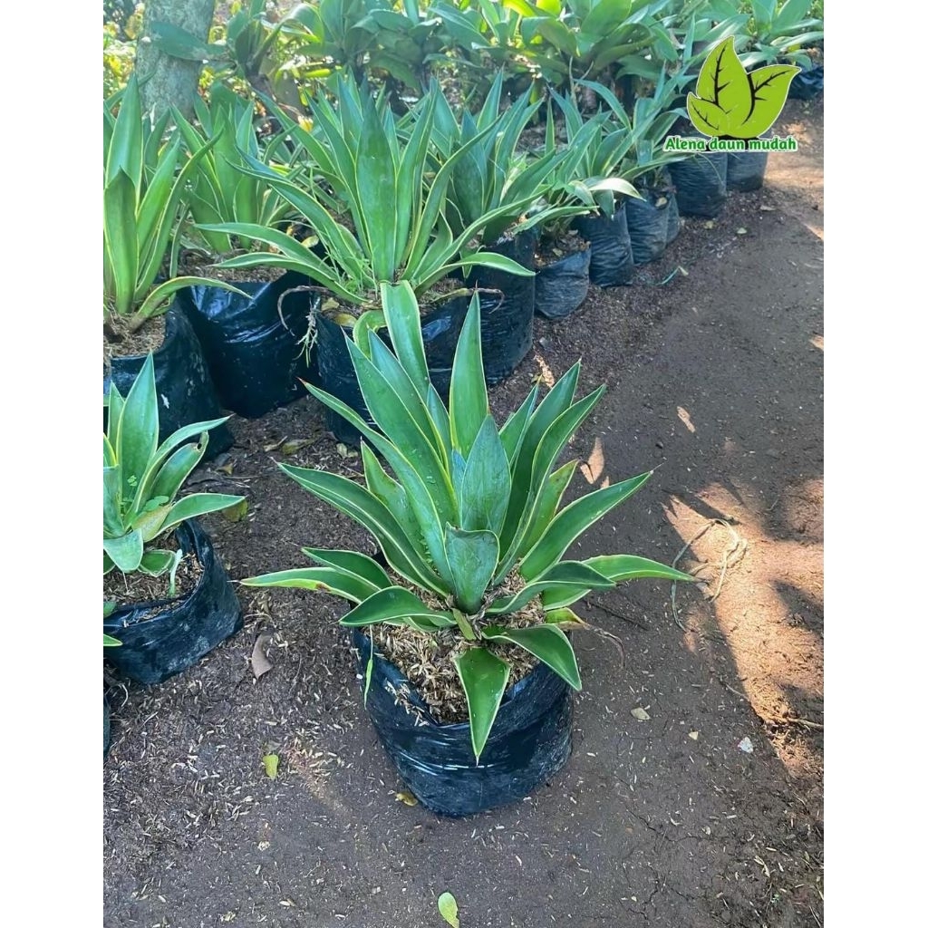 tanaman hias Agave americana