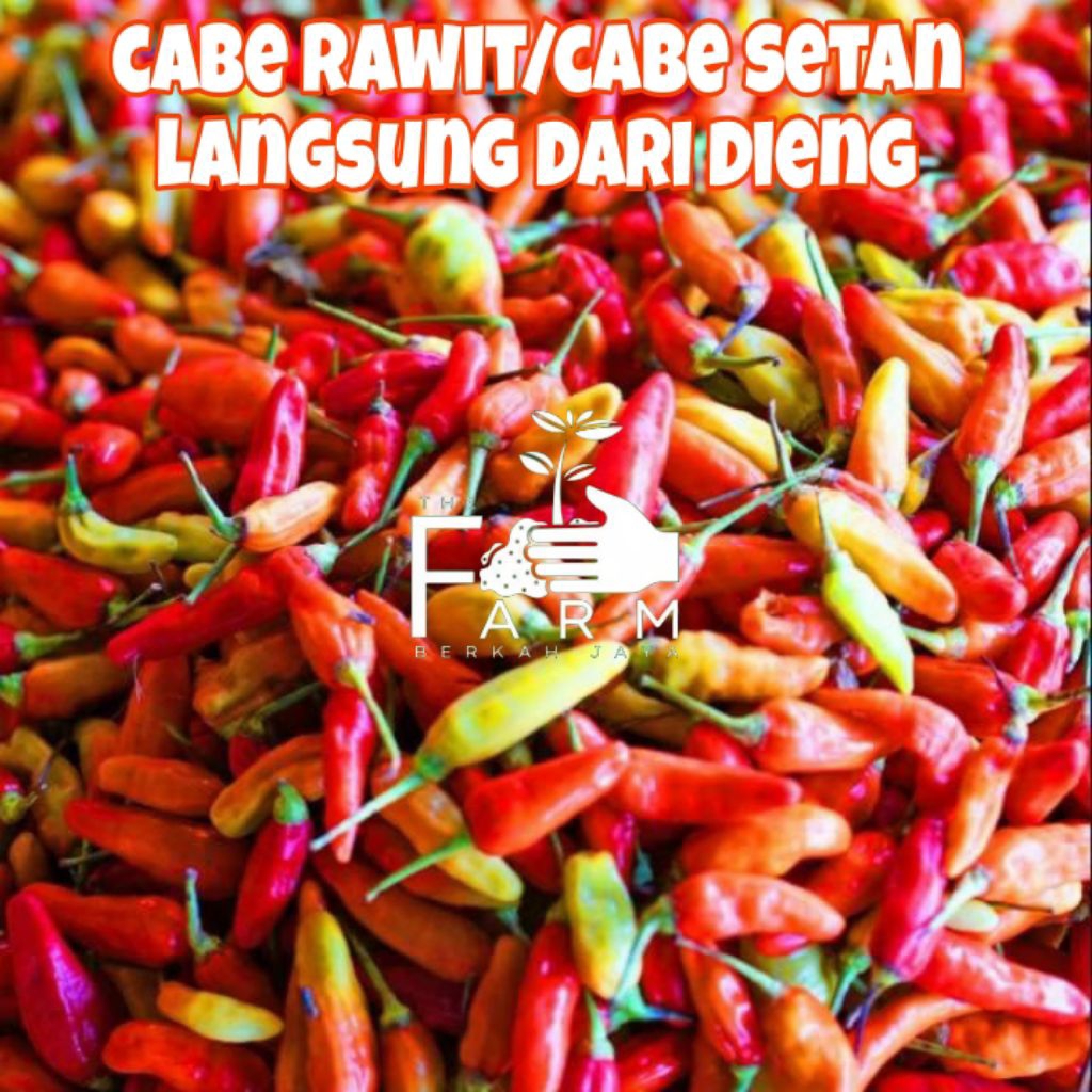 

Cabe Rawit Merah fresh Asli Dieng