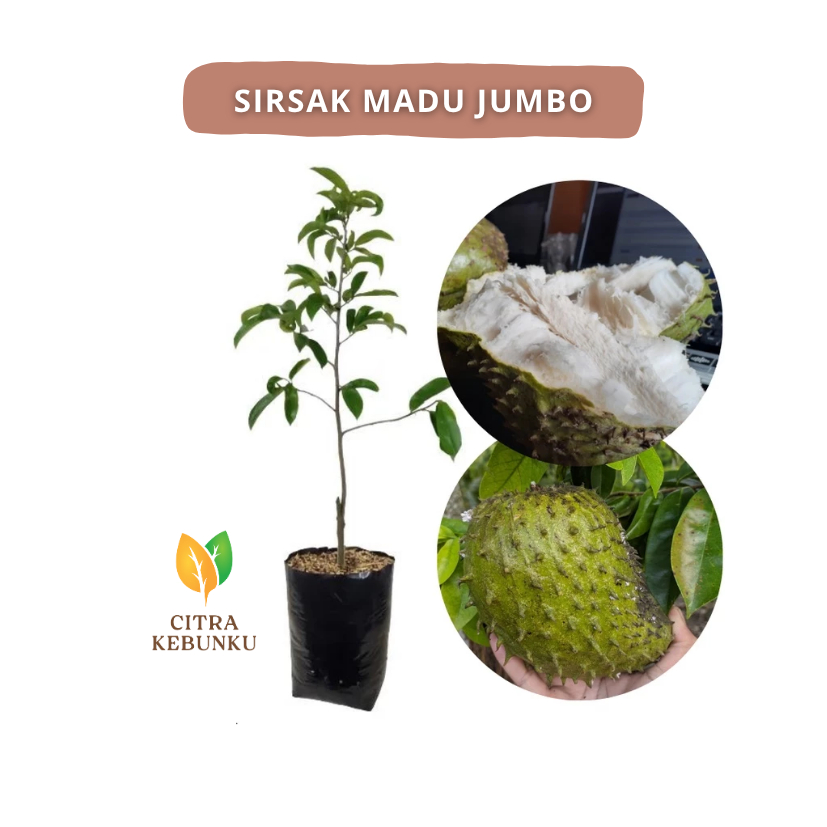 Bibit Sirsak Madu Jumbo - Bibit Sirsak Madu - Bibit Sirsak - Bibit Buah Sirsak Madu Okulasi Super