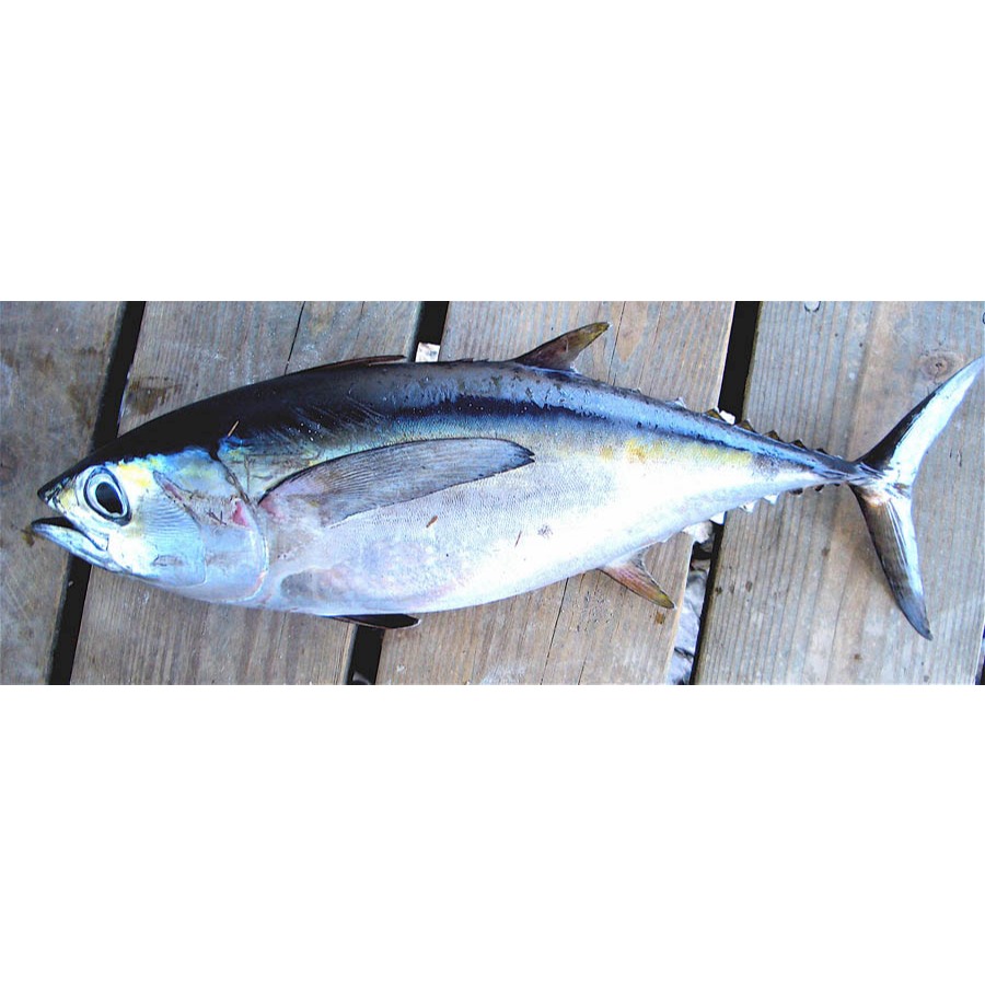 

ikan baby tuna kecil 1kg fresh beku segar