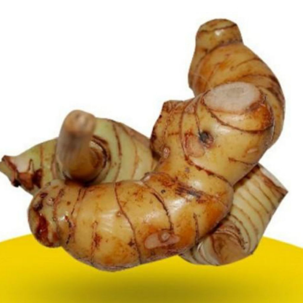 

Lengkuas / Laos 500 gr fresh