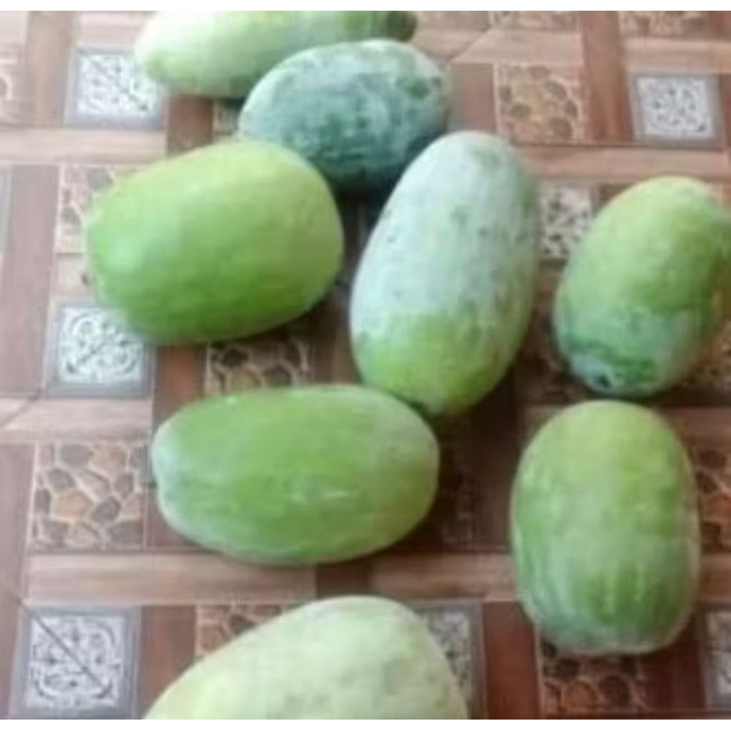 

promo buah bligo atau buah kundur atau winter melon 3 - 3,5 kg (bergaransi)