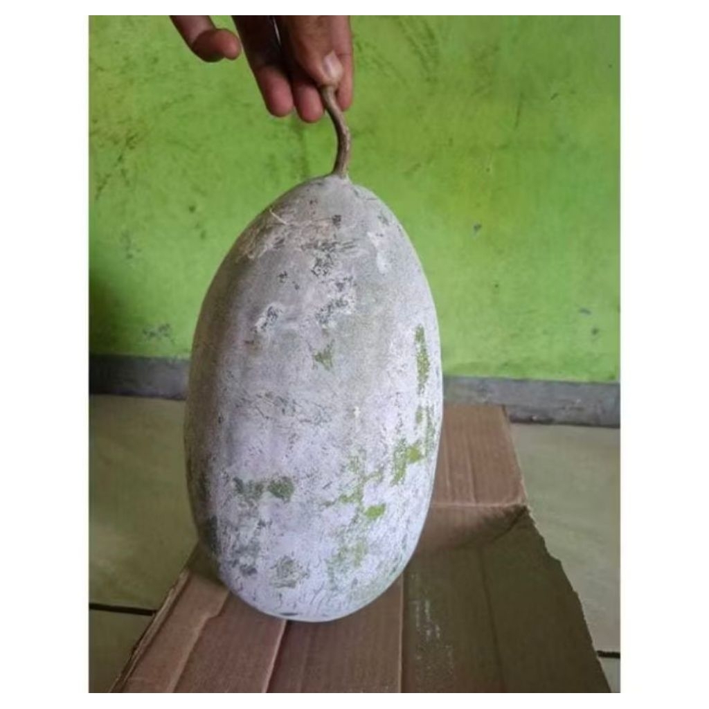 

Buah Bligo / Kundur untuk Ginjal per buah 3 kg - 3,7kg