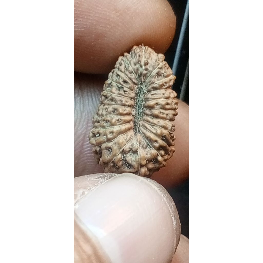 Rudraksha 20 face twenty Mukhi original