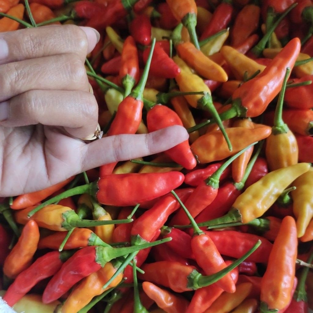 

TERMURAH!!! Cabe Rawit Setan Super panenan pertama