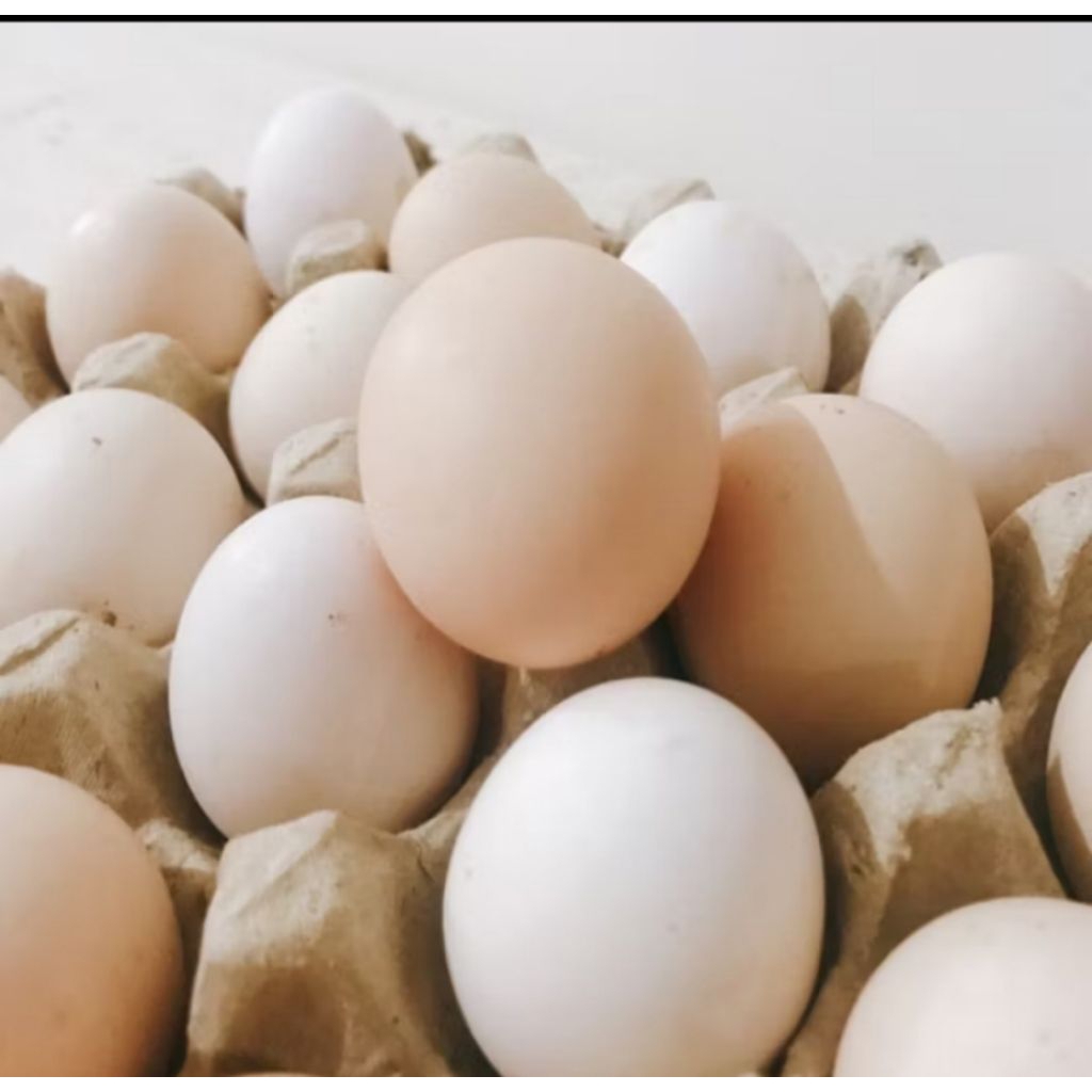 Telur fertil Ayam KUB paket 1