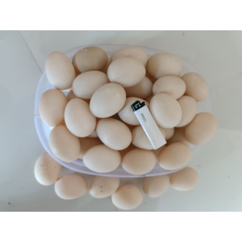 

telur fertil entok jumbo