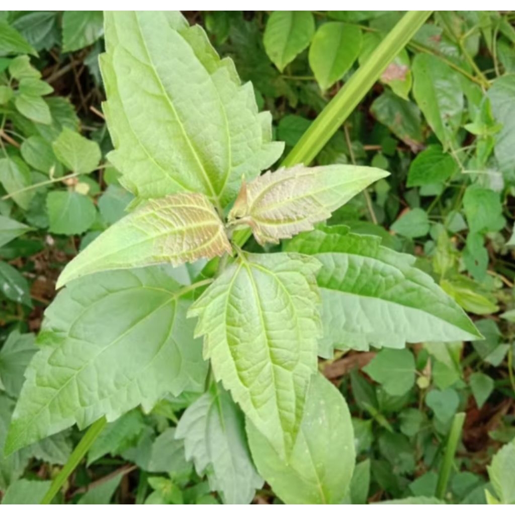 

daun balakacida untuk obat sakit maag kronis 250gram