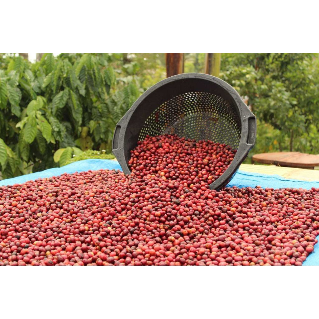 

Fine_Robusta_Biji_Green_Bean_sortir_bersih