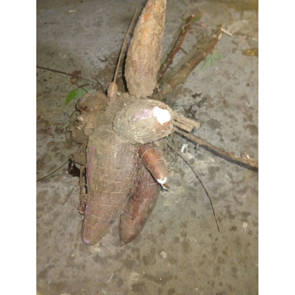 

singkong merah 1kg langsung cabut dikebun