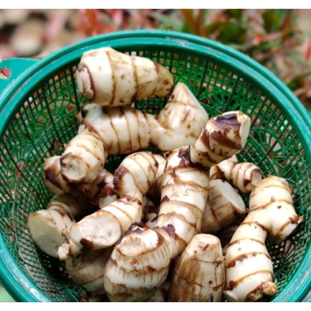 

Umbi Ganyong Fresh 1kg+Bonus | umbi ganyong Pulen harga promo untuk pembeli pertama+Bonus